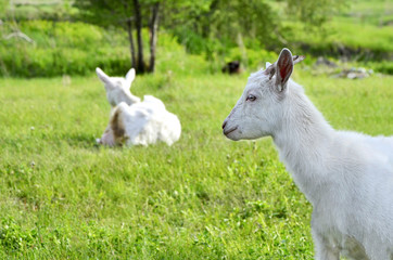 Fototapeta premium Animal goat on grass field