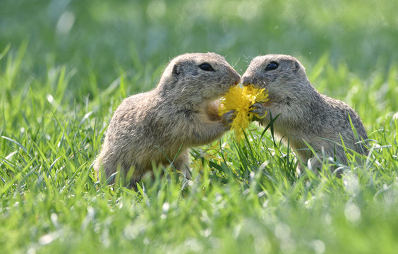 Ziesel mit L&ouml;wenzahn Liebe
