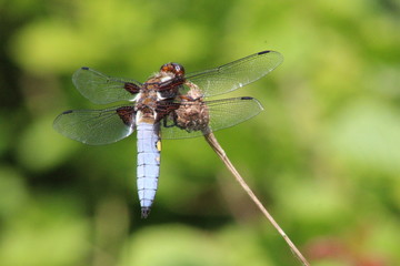 Libellule déprimée