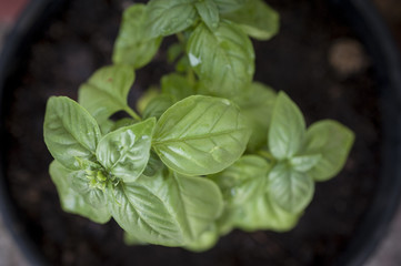 basil