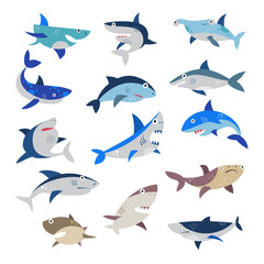 Shark vector cartoon seafish with sharp teeth in jaw illustration set of attacking fishery character in ocean isolated on white background