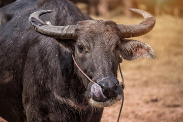 Thai buffalo in the farm, Thailand