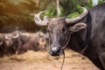 Obraz na płótnie Canvas Thai buffalo in the farm, Thailand