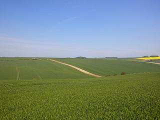 Burdale wheat crops