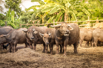 Group of Thai buffalo in the farm, Thailand