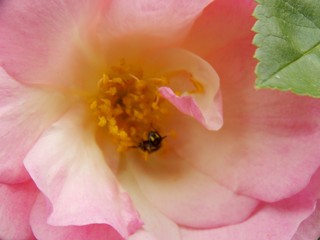 Fototapeta na wymiar Beetle in flower roses 