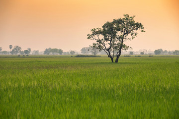 Tree in the green cornfield with sunset sky background Thailand.
