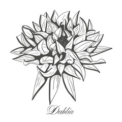 Hand drawn Dahlia, flower floral engraving vector illustration. Black flower on white background.