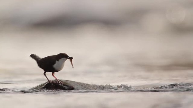 Common Dipper in Vosges, France - specie Cinclus cinclus family of Cinclidae