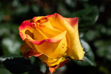 yellow rose close up