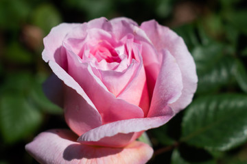 pink rose close up