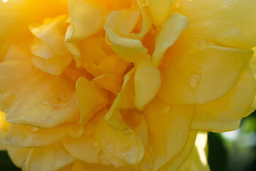 beautiful yellow rose close up