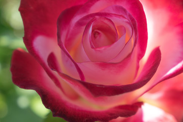 Fototapeta na wymiar beautiful rose close up