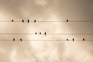 Musical Bird Notes