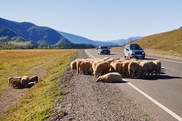 A flock of sheep on the road with cars in the Altai Mountains