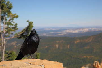Crow at Bryce Canon 1
