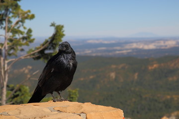 Crow  at Bryce Canyon 2
