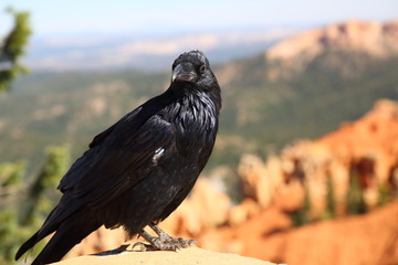 Crow at Bryce Canyon 3