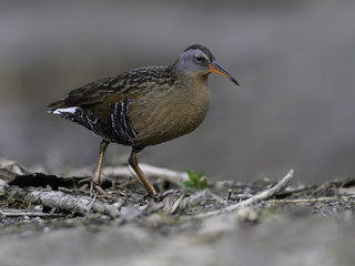 Virginia Rail in Spring
