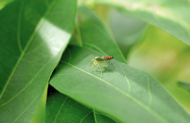 Jumping Spider on the green leaf