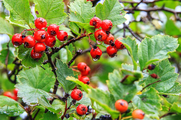 Obraz premium Red wild hawthorn berries on branches after rain, forest