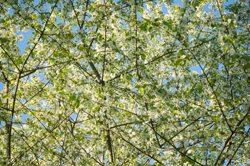 Spring Cherry blossoms.