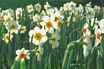 narcissus in summer