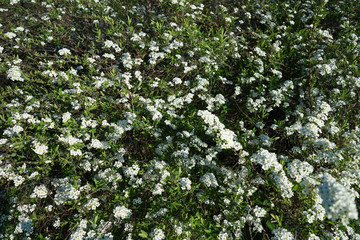 Fototapeta na wymiar White flowers of blooming decorative bush.