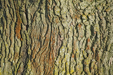 Abark of an old oak.