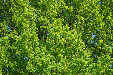 View of oak crone with green leaves.