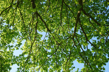 Fototapeta premium View of oak crone with green leaves.