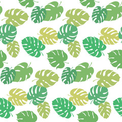 Vector botanical illustration of monstera leaf