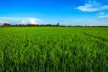 Obraz premium Beautiful green cornfield with sunset sky background.