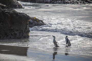 Cute African Penguin couple walking out the water at sunrise on Boulders Beach, Cape Town, South Africa.