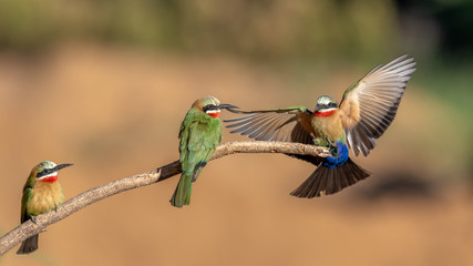 White-fronted bee-eater - Merops bullockoides - Rooikeelbyvreter
