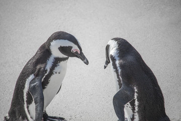Cute African Penguin couple at sunrise on Boulders Beach, Cape Town, South Africa.