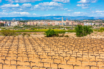 Vineyard in Cheste Spain