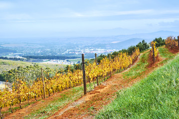 Obraz premium Vineyard mountains in Stellenbosch valley South-Africa