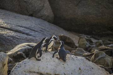 Cute African Penguins on a rock at sunrise on Boulders Beach, Cape Town, South Africa.