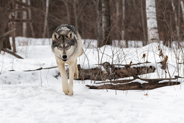 Grey Wolf (Canis lupus) Hops Over Log