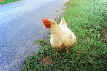White Chicken Finding Insects Eaten On The Roadside Grass