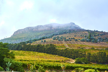 Obraz premium Vineyards in Constantia Cape-Town