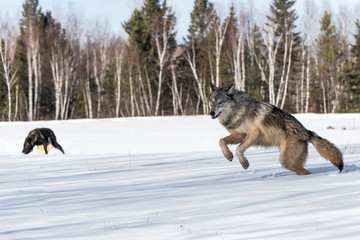 Grey Wolf (Canis lupus) Leaps Left Other Wolves in Background