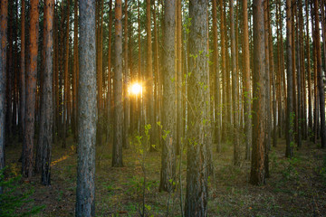 sunlight in the pine forest