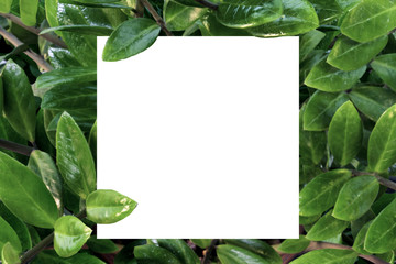 Paper mockup white card on a green Zamioculcas zamiifolia leaves. Creative layout with nature concept.