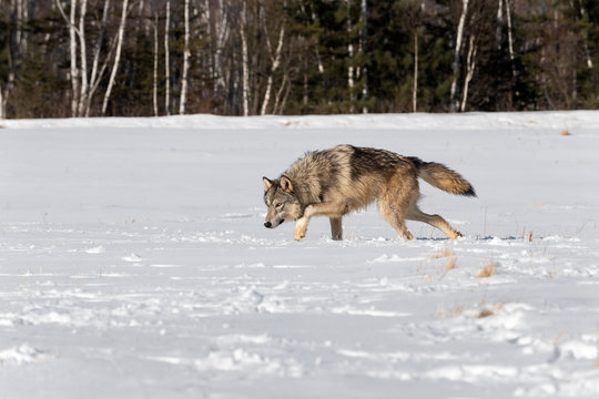 Grey Wolf (Canis lupus) Stalks Left Through Snowy Field