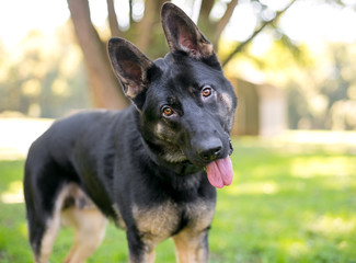 A black and tan German Shepherd dog listening with a head tilt