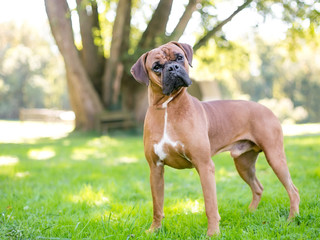 A purebred Boxer dog listening with a head tilt