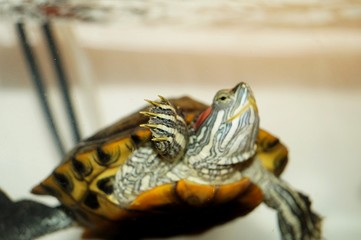 turtle
