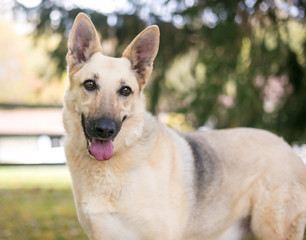 A German Shepherd dog listening with a head tilt and relaxed expression